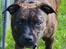 Staffordshire bull terrier Indra - Godt nok har jeg savl i hovedet , men stadig ser jeg forrygende godt ud :-)
