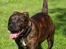 Staffordshire bull terrier Indra - Nøøøj hvor jeg bare nyder at lege rundt i sommer  solen .
