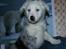 Border collie Ice - Ice 7 uger
