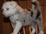 Border collie Ice - Ice 5 uger