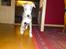 Whippet Nico