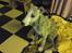 Whippet Nico
