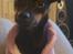Blanding af racer Ratpinscher - Shila , bor hos andre nu