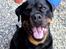Rottweiler Tayson - Er jeg ikke sød når jeg smiler?