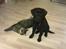 Labrador retriever Tess