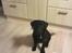Labrador retriever Tess