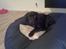 Labrador retriever Tess