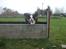 Cavalier king charles spaniel Lucas - God opvarmning (-; .