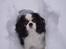 Cavalier king charles spaniel Lucas - Lucas ææsler sne (-;