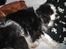 Cavalier king charles spaniel Lucas
