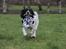 Field spaniel Apache Blue Magic, Figo!