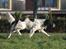 Field spaniel Apache Blue Magic, Figo!