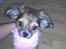 Chihuahua Søde Fie - Se hvor fin jeg er mor :D