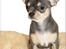 Chihuahua koda's ANGEL