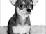 Chihuahua koda's ANGEL