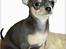 Chihuahua koda's ANGEL