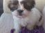 Shih tzu bobby