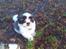 Shih tzu bobby