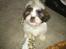 Shih tzu bobby
