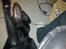 Labrador retriever Laban R.I.B