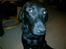Labrador retriever Laban R.I.B