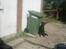 Labrador retriever Laban R.I.B