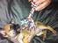 Chihuahua Bella