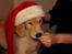 Golden retriever Leongolden a little bit of Heaven - 4 MÅNEDER GAMMEL 18.12.12