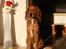 Cocker spaniel Tessa - Tessa 2 ½ år. Stå i stuen i sollyset