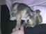 Chihuahua Søde Fie - ii hvor jeg ligger dejligt <3