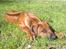 Rhodesian ridgeback Conrad (Bahara Bahara Kirabo) - Conrad nyder solen :)