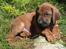 Rhodesian ridgeback Conrad (Bahara Bahara Kirabo)