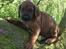 Rhodesian ridgeback Conrad (Bahara Bahara Kirabo)