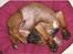 Rhodesian ridgeback Conrad (Bahara Bahara Kirabo) - Dejligt at sove !