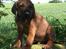 Rhodesian ridgeback Conrad (Bahara Bahara Kirabo)