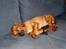 Rhodesian ridgeback Conrad (Bahara Bahara Kirabo)