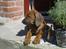 Rhodesian ridgeback Conrad (Bahara Bahara Kirabo)