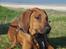 Rhodesian ridgeback Conrad (Bahara Bahara Kirabo)