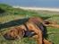 Rhodesian ridgeback Conrad (Bahara Bahara Kirabo)