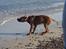 Rhodesian ridgeback Conrad (Bahara Bahara Kirabo)