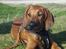 Rhodesian ridgeback Conrad (Bahara Bahara Kirabo)