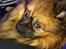 Pomeranian Canya