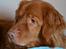 Nova scotia duck tolling retriever charlie - Nuuurh<3<3
