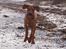 Rhodesian ridgeback Conrad (Bahara Bahara Kirabo) - Conrad strækker ud ved stranden juledag :)