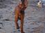 Rhodesian ridgeback Conrad (Bahara Bahara Kirabo) - I fuld galop :)