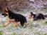 Schæferhund U-Two vom Götzberg