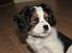 Cavalier king charles spaniel Zento