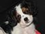 Cavalier king charles spaniel Zento