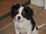 Cavalier king charles spaniel Zento