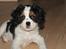 Cavalier king charles spaniel Zento